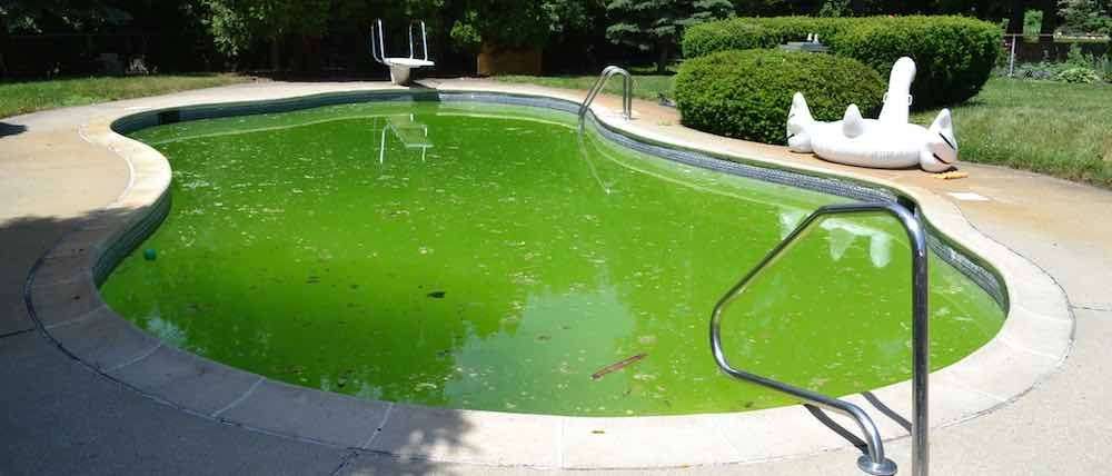 how-to-clean-algae-from-pool-lovemypoolclub