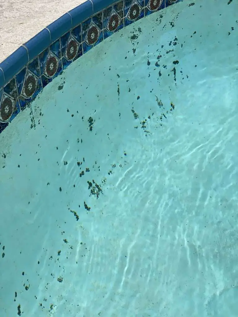 How To Get Rid Of Black Spots In My Pool