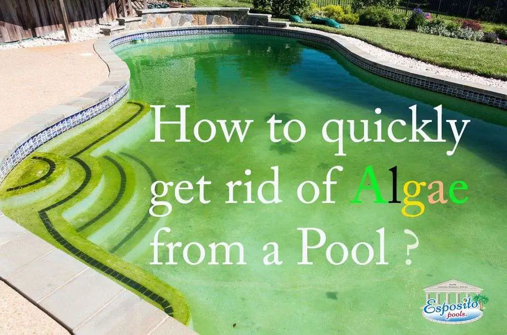 How to Treat and Remove Pool Algae: A Guide Pool Cleaning ...