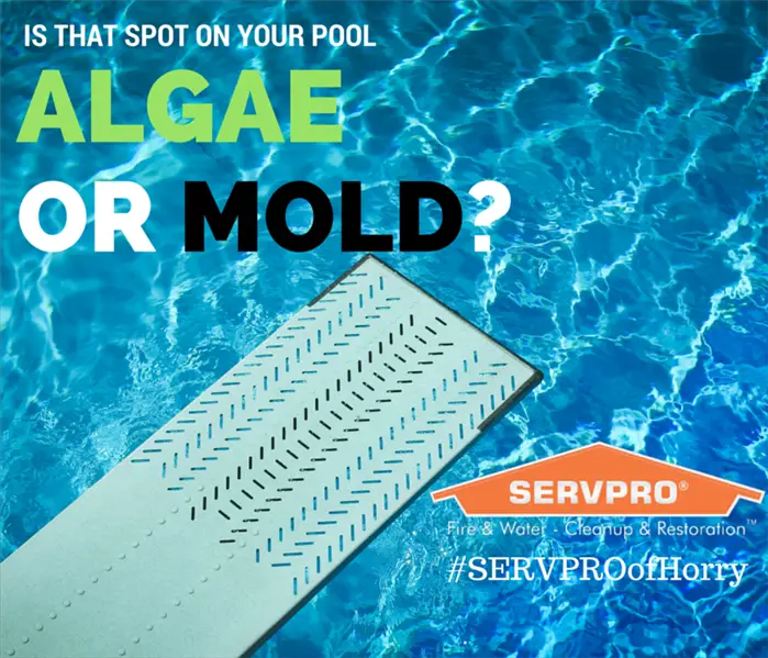 Mold Remediation Is That Algae Or Mold On My Pool Mold 